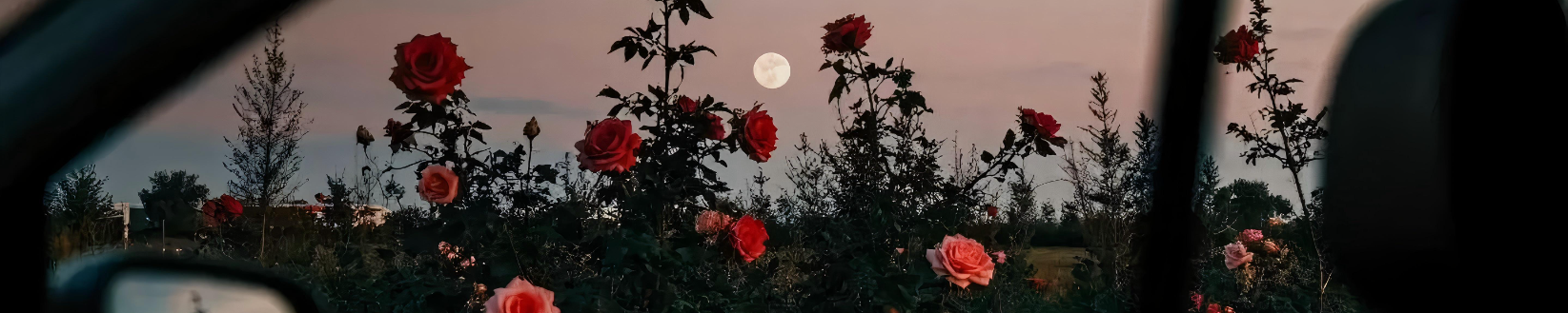 背景图片