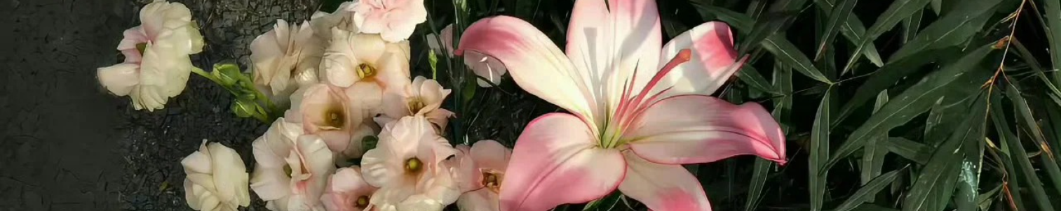 背景图片